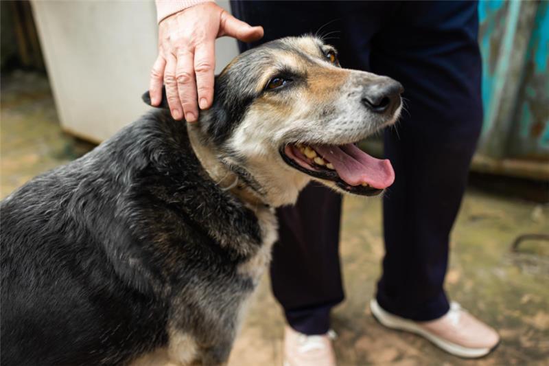 large, black an tan elderly dog